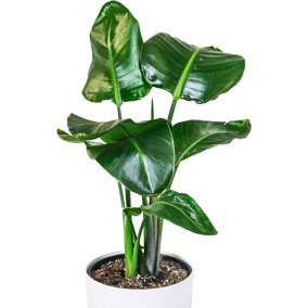 Strelitzia nicolai - Bird of Paradise Indoor Plant in 12cm Pot, Low Maintenance Houseplant (40-50cm Height Including Pot)