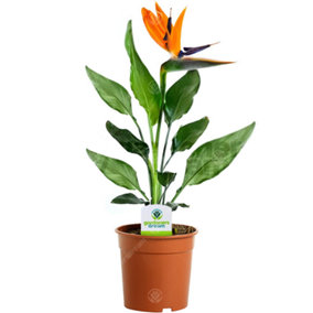 Strelitzia nicolai - Easy to Care For Bird of Paradise Plant, Ideal for Indoor Home Office, Evergreen Houseplant (40-50cm)