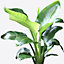 Strelitzia nicolai - Easy to Care For Bird of Paradise Plant, Ideal for Indoor Home Office, Evergreen Houseplant (40-50cm)