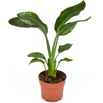 Strelitzia nicolai Houseplant - White Bird of Paradise in 13cm Pot, Indoor Evergreen Home Office Plant (40-50cm)