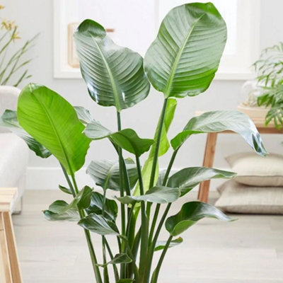 Strelitzia nicolai Houseplant - White Bird of Paradise in 13cm Pot, Indoor Evergreen Home Office Plant (40-50cm)