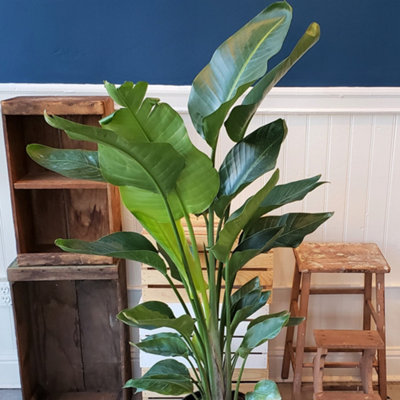 Strelitzia nicolai Houseplant - White Bird of Paradise in 13cm Pot, Indoor Evergreen Home Office Plant (40-50cm)