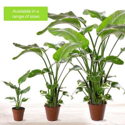 Strelitzia nicolai - Indoor House Plant for Home Office (100-120cm Height  Incl. Pot)