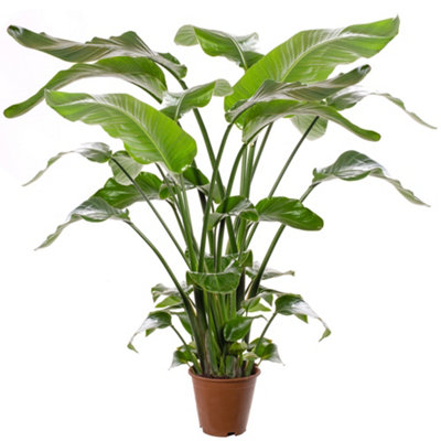 Strelitzia nicolai - Indoor House Plant for Home Office, Kitchen, Living Room - Potted Houseplant (100-120cm Height Including Pot)