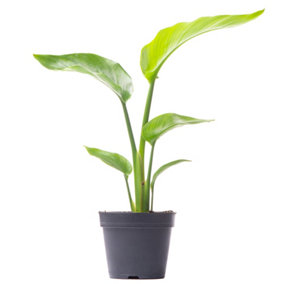 Strelitzia nicolai - Indoor House Plant for Home Office, Kitchen, Living Room - Potted Houseplant (35-45cm Height Including Pot)