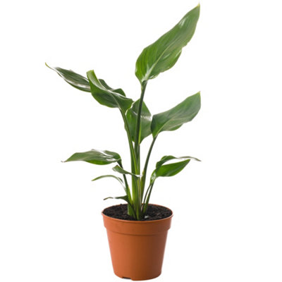 Strelitzia nicolai - Indoor House Plant for Home Office, Kitchen, Living Room - Potted Houseplant (40-50cm Height Including Pot)