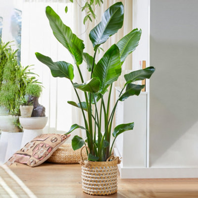 Strelitzia nicolai - Indoor House Plant for Home Office, Kitchen, Living Room - Potted Houseplant (40-50cm Height Including Pot)