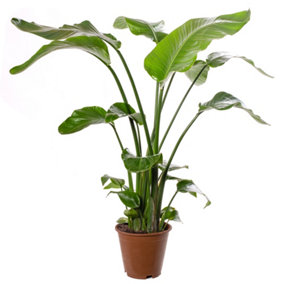 Strelitzia nicolai - Indoor House Plant for Home Office, Kitchen, Living Room - Potted Houseplant (80-90cm Height Including Pot)