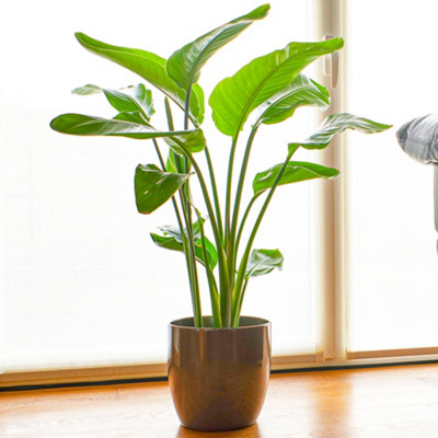 Strelitzia nicolai - White Bird of Paradise Houseplant, Evergreen Upright Plant with Bright Green Foliage (40-50cm)