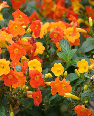 Streptosolen Jamesonii Orange -Exotic Marmalade bush in a 7cm pot