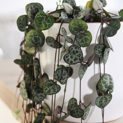 String of Hearts Ceropegia Woodii 8cm Pot x 1