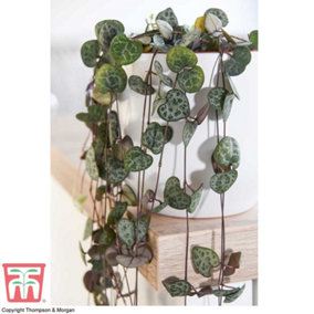 String of Hearts Ceropegia Woodii 8cm Pot x 1