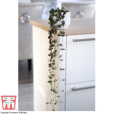 String of Hearts Ceropegia Woodii 8cm Pot x 1