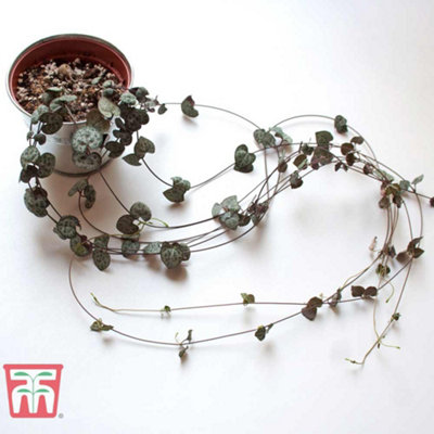 String of Hearts Ceropegia Woodii 8cm Pot x 1 - 3