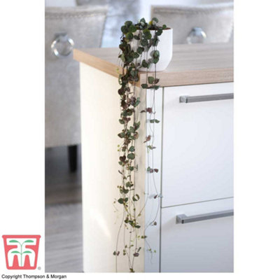 String of Hearts Houseplant - 10cm Hanging Pot x 1
