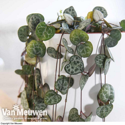 earnest hearts plants ✕ kikko BOLT earnest hearts plants ✕ kikko