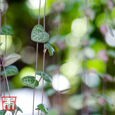 String of Hearts Varigated 8cm Potted Plant+ Med White-Rose Potted