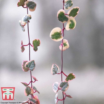 String of Hearts Varigated Houseplant - 8cm Pot x 2