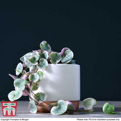 String of Hearts Varigated Houseplant - 8cm Pot x 2 - 3