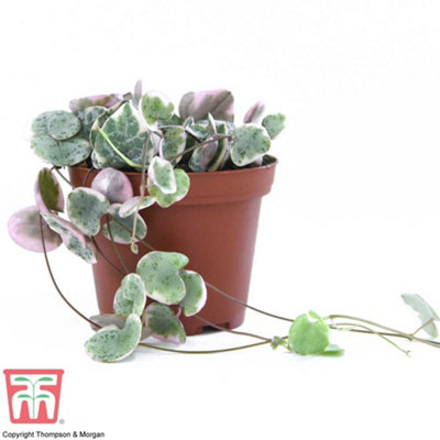 String of Hearts Varigated Houseplant - 8cm Pot x 2 - 4