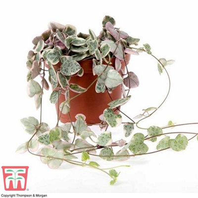 String of Hearts Varigated Houseplant - 8cm Pot x 2 - 5