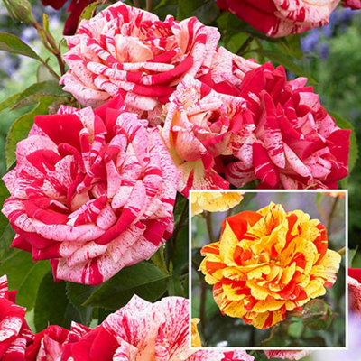 Striped Roses Orange and Pink Pack of 2 Bare Roots Winter Hardy | DIY ...