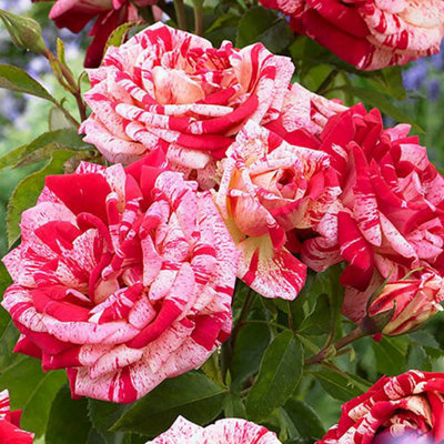 Striped Roses Orange and Pink Pack of 2 Bare Roots Winter Hardy