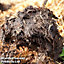 Strulch Mineralised Straw Garden Mulch - 100 Litre Bag x 2