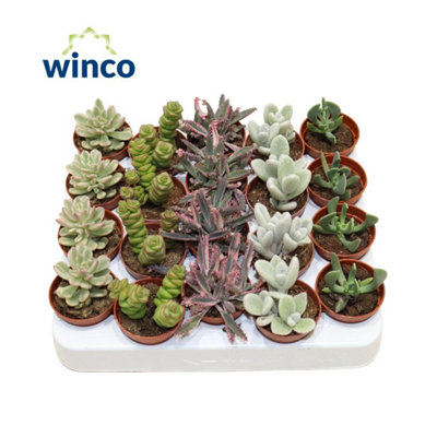 succ-mixed-barcelona-deluxe-