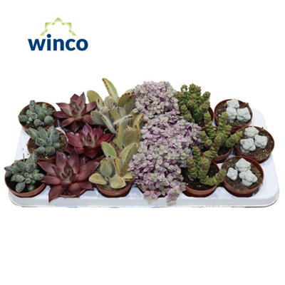 Succ Mixed Barcelona Deluxe, 508cm Pot Size, 12cm Tall, Echeveria, Indoor  Houseplant
