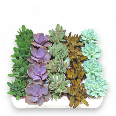 T. Succulent Form × Nizanda T'STROPICALS T. Succulent Form × Nizanda T'STROPICALS Succ Mixed Sierra's