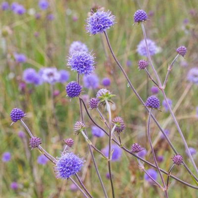 Succisa pratensis 'Devil's-bit Scabious' - 1Ltr Potted - Marginal ...