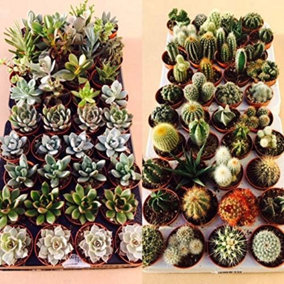 Succulent and Cactus Plant Mix - 20 Plants - 10 Succulent Plants - 10 Cactus Plants - in 5.5cm Pots
