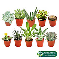 Succulent Plant Mix - Indoor Plant Mix for Home Office, Kitchen, Living Room in Pots (10 plants)