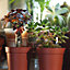 Succulent Plants - 20 Indoor Plant Mix, Evergreen Houseplant Collection in 5.5cm Pots