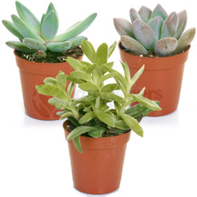 Succulent Plants - 3 Indoor Plant Mix, Evergreen Houseplant Collection in 5.5cm Pots