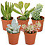 Succulent Plants - 5 Indoor Plant Mix, Evergreen Houseplant Collection in 5.5cm Pots