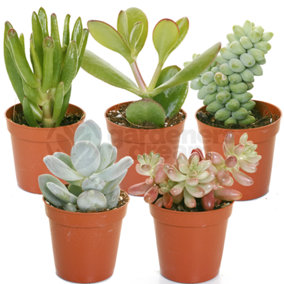 Succulent Plants - 5 Indoor Plant Mix, Evergreen Houseplant Collection in 5.5cm Pots