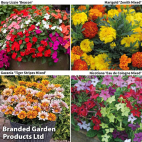 Summer Bedding Garden Ready Collection - 120 Plants