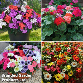 Summer Bedding Garden Ready Container Collection - 60 Plants
