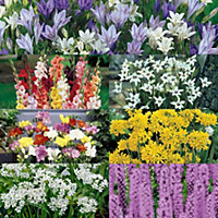 Summer Flowering Bulb Mixed Pack, 300 Bulbs, 7 Varieties for Summer Long Colour, Bulk Buy Collection