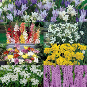 Summer Flowering Bulb Mixed Pack, 300 Bulbs, 7 Varieties for Summer Long Colour, Bulk Buy Collection