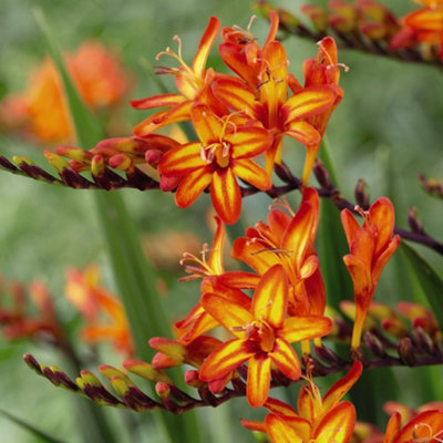 Summer Flowering Crocosmia Firestars Firestarter 10 Bulbs DIY at B&Q