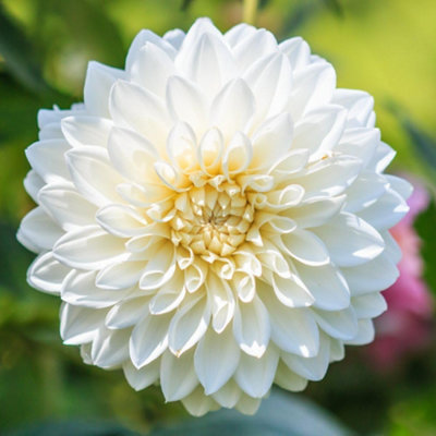 summer-flowering-dahlia-snow-