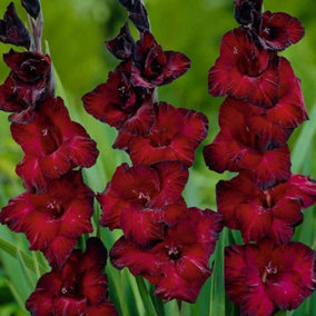 Summer Flowering Gladioli Black Surprise 3 Corms