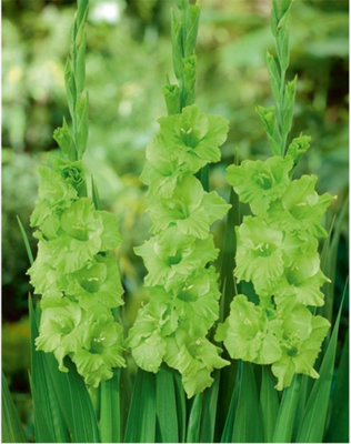 Summer Flowering Gladioli Green Star 3 Corms