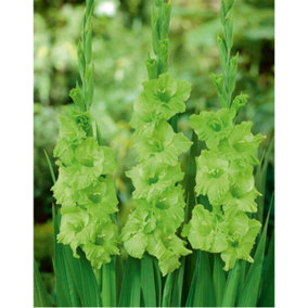 Summer Flowering Gladioli Green Star 3 Corms