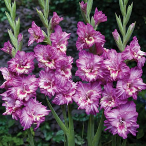 Summer Flowering Gladioli Tango 3 Corms
