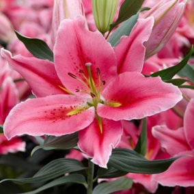 Summer Flowering Lily Best Regards 5 Bulbs  - Outdoor Garden Plants, Ideal for Borders, Pots and Containers