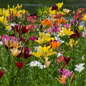 Summer Flowering Lily Giant Oriental Collection 24 Bulbs + 5 Seeds + Compost